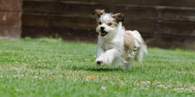 Pint-sized Pups: Uncovering the Charms of Small Dog Breeds