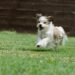Pint-sized Pups: Uncovering the Charms of Small Dog Breeds