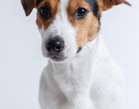 Top 10 Hypoallergenic Apartment Dogs: Perfect Pets that Won’t Leave a Trace!
