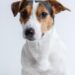Top 10 Hypoallergenic Apartment Dogs: Perfect Pets that Won’t Leave a Trace!