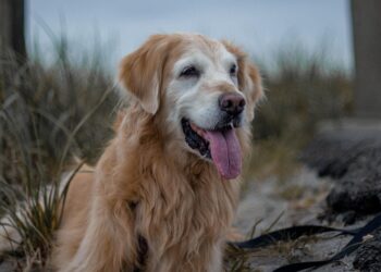 Mastering Dog Potty Training: Find the Best Local Classes Near You
