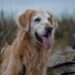 Mastering Dog Potty Training: Find the Best Local Classes Near You