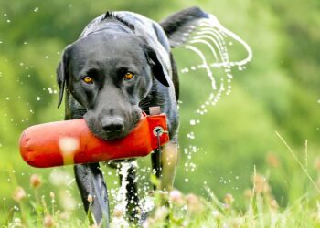 Unlocking Your Dog’s Potential: The Power of Private Training
