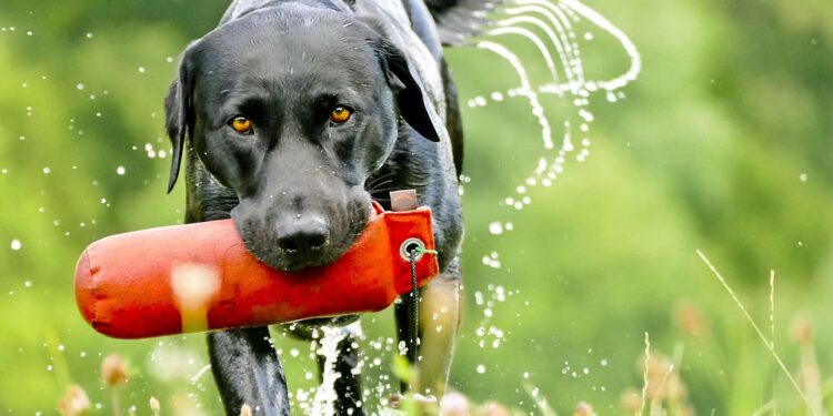 Unlocking Your Dog’s Potential: The Power of Private Training