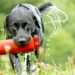 Unlocking Your Dog’s Potential: The Power of Private Training