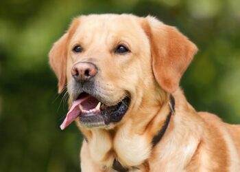 Top 10 Medium-Sized Breeds: The Best Apartment Dogs for Every Lifestyle