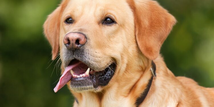Top 10 Medium-Sized Breeds: The Best Apartment Dogs for Every Lifestyle