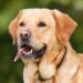Top 10 Medium-Sized Breeds: The Best Apartment Dogs for Every Lifestyle