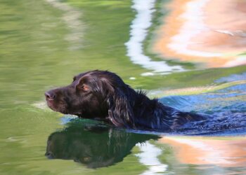 The Surprising Psychology Behind Your Dog’s Behavior: Understanding Your Furry Friend’s Actions