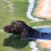The Surprising Psychology Behind Your Dog’s Behavior: Understanding Your Furry Friend’s Actions