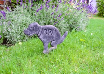 Pawsitively Social: Transform Your Pup’s Behavior with Dog Socialization Classes