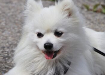 Conquer the Pull: The Ultimate Guide to Harnesses for Strong-Willed Dogs