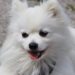Conquer the Pull: The Ultimate Guide to Harnesses for Strong-Willed Dogs