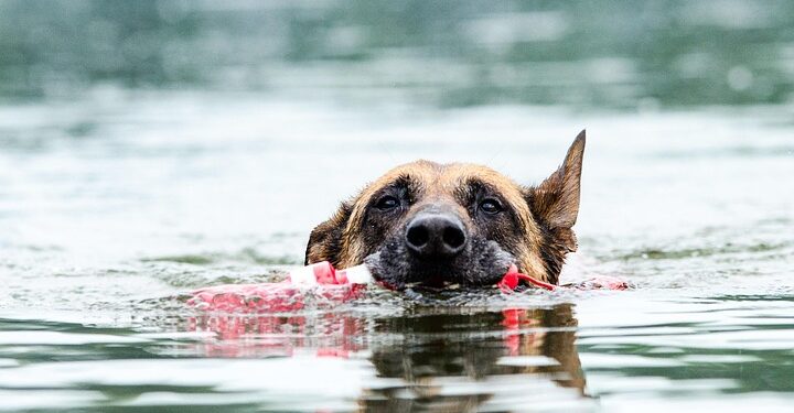 Chew On This: The Top Puppy Teething Toys to Soothe Your Fur Baby’s Gums