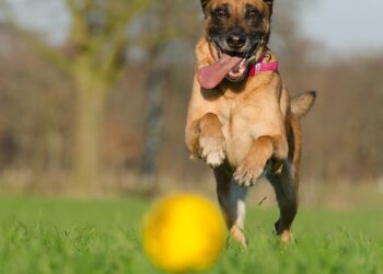 Paws and Play: Unleashing the Fun with Your Furry Friend on the Ball