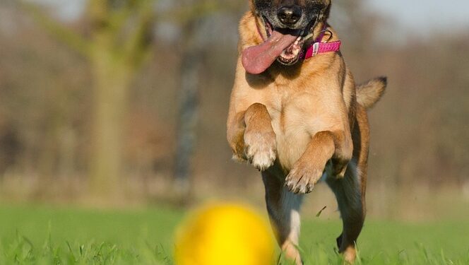 Paws and Play: Unleashing the Fun with Your Furry Friend on the Ball