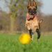 Paws and Play: Unleashing the Fun with Your Furry Friend on the Ball