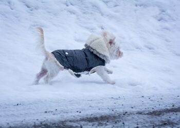 Pint-Sized Pups: Stylish Fashion for Small Dog Fashionistas
