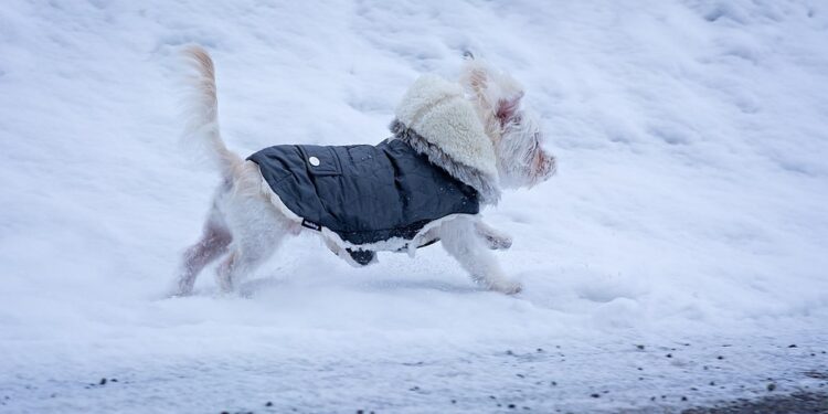 Pint-Sized Pups: Stylish Fashion for Small Dog Fashionistas