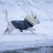 Pint-Sized Pups: Stylish Fashion for Small Dog Fashionistas