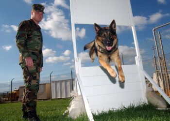 Unleash Your Dog’s Potential: Discover the Best Dog School Near You