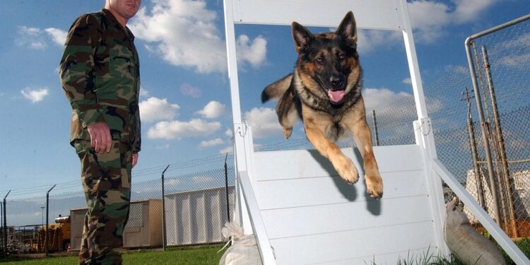 Unleash Your Dog’s Potential: Discover the Best Dog School Near You