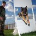 Unleash Your Dog’s Potential: Discover the Best Dog School Near You