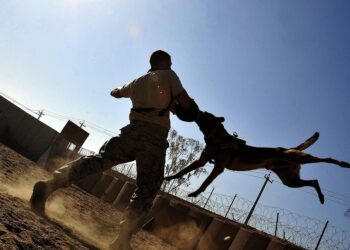 The Vaccine Effect: How Your Dog’s Behavior Can Change for the Better