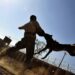 The Vaccine Effect: How Your Dog’s Behavior Can Change for the Better