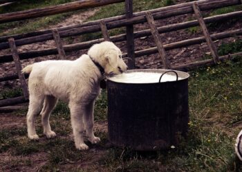 Healthy Hounds: Top-Rated Dog Food for Weight Loss without Chicken