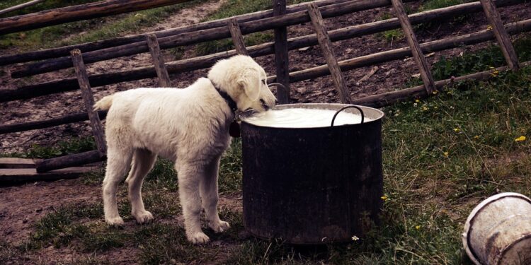 Healthy Hounds: Top-Rated Dog Food for Weight Loss without Chicken