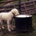 Healthy Hounds: Top-Rated Dog Food for Weight Loss without Chicken