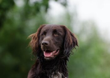 Tiny & Tolerant: The Best Hypoallergenic Dogs for Kids