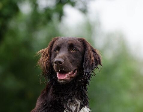 Tiny & Tolerant: The Best Hypoallergenic Dogs for Kids