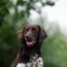 Tiny & Tolerant: The Best Hypoallergenic Dogs for Kids