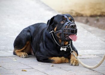 Master the Leash: Local Dog Training Camp for Pet Parents