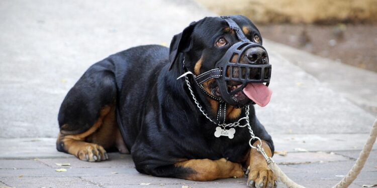 Master the Leash: Local Dog Training Camp for Pet Parents