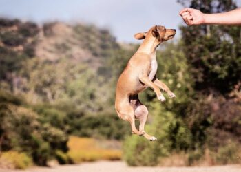 Unleashing Behavior: Solving Your Dog’s Common Problems with Expert Solutions