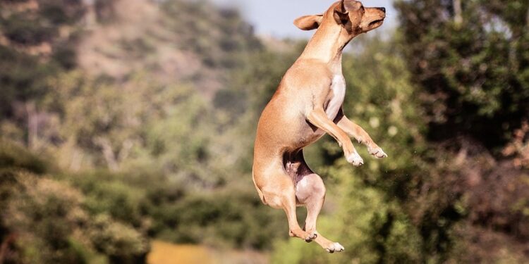 Unleashing Behavior: Solving Your Dog’s Common Problems with Expert Solutions
