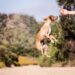 Unleashing Behavior: Solving Your Dog’s Common Problems with Expert Solutions