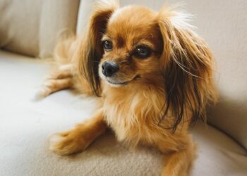 Boredom Busters: Engaging Toys to Keep Your Dog Entertained
