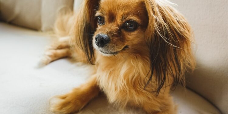 Boredom Busters: Engaging Toys to Keep Your Dog Entertained