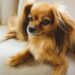 Boredom Busters: Engaging Toys to Keep Your Dog Entertained