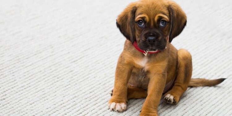 Delicious and Nutritious: Vet-Approved Homemade Dog Treat Recipes