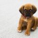Delicious and Nutritious: Vet-Approved Homemade Dog Treat Recipes