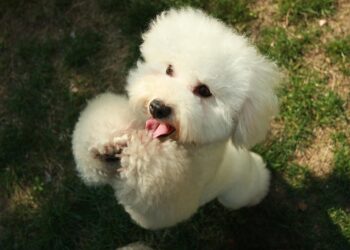 Unleashing the Solution: Overcoming Common Dog Behavior Problems