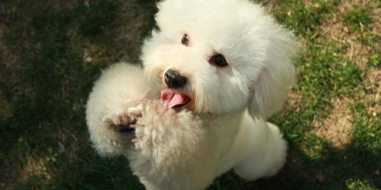 Unleashing the Solution: Overcoming Common Dog Behavior Problems