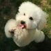 Unleashing the Solution: Overcoming Common Dog Behavior Problems