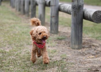The Ultimate Playtime Wonder: Dog Toy Ball in a Ball!
