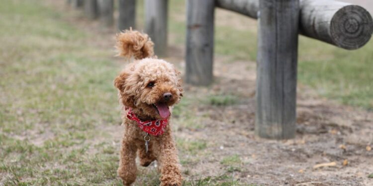 The Ultimate Playtime Wonder: Dog Toy Ball in a Ball!